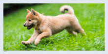 Load image into Gallery viewer, Front Cover