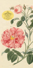 Load image into Gallery viewer, Front Cover