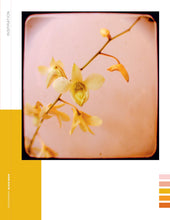 Load image into Gallery viewer, Front Cover