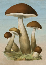 Load image into Gallery viewer, Front Cover