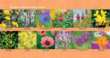 Load image into Gallery viewer, Front Cover