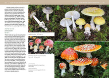 Load image into Gallery viewer, Front Cover